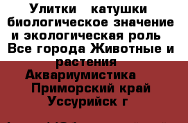 Улитки – катушки: биологическое значение и экологическая роль - Все города Животные и растения » Аквариумистика   . Приморский край,Уссурийск г.